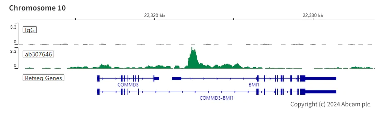 ChIC/CUT&RUN sequencing - Anti-KMT6 / EZH2 antibody [EPR25353-284] (AB307646)