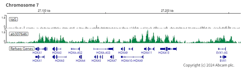 ChIC/CUT&RUN sequencing - Anti-KMT6 / EZH2 antibody [EPR25353-284] (AB307646)