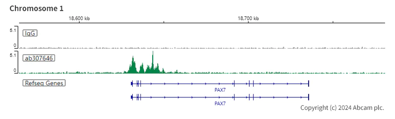 ChIC/CUT&RUN sequencing - Anti-KMT6 / EZH2 antibody [EPR25353-284] (AB307646)