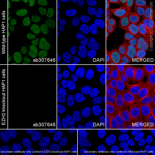 Immunocytochemistry/ Immunofluorescence - Anti-KMT6 / EZH2 antibody [EPR25353-284] (ab307646), expandable thumbnail