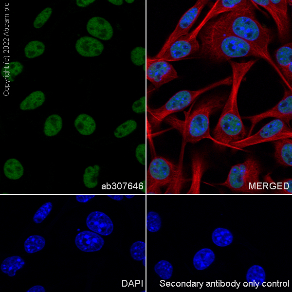 Immunocytochemistry/ Immunofluorescence - Anti-KMT6 / EZH2 antibody [EPR25353-284] (ab307646), expandable thumbnail