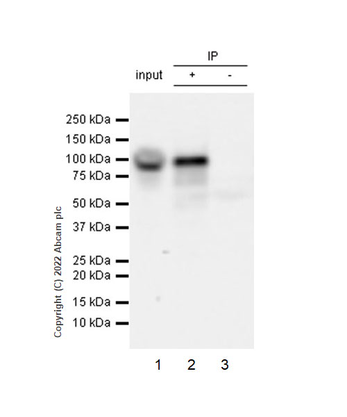 Immunoprecipitation - Anti-KMT6 / EZH2 antibody [EPR25353-284] (ab307646), expandable thumbnail