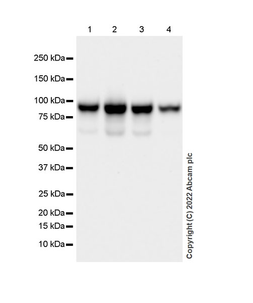 Western blot - Anti-KMT6 / EZH2 antibody [EPR25353-284] (AB307646), expandable thumbnail