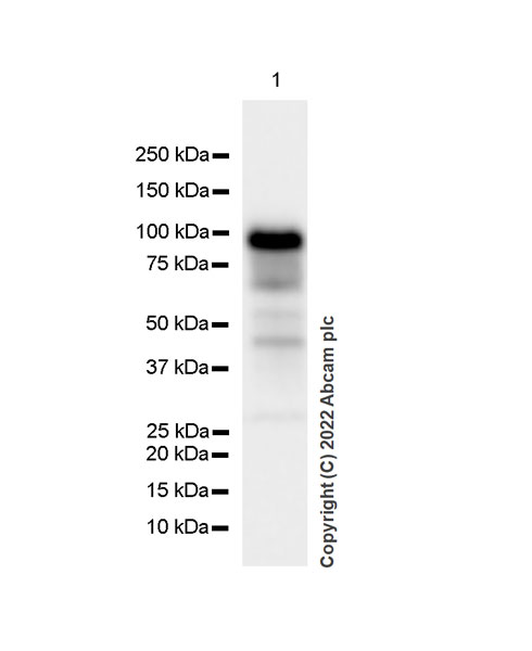 Western blot - Anti-KMT6 / EZH2 antibody [EPR25353-284] (AB307646), expandable thumbnail