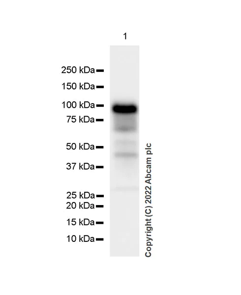 Western blot - Anti-KMT6 / EZH2 antibody [EPR25353-284] (AB307646)