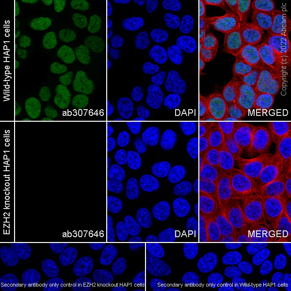 Immunocytochemistry/ Immunofluorescence - Anti-KMT6 / EZH2 antibody [EPR25353-284] - BSA and Azide free (AB307647)