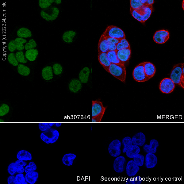 Immunocytochemistry/ Immunofluorescence - Anti-KMT6 / EZH2 antibody [EPR25353-284] - BSA and Azide free (ab307647), expandable thumbnail