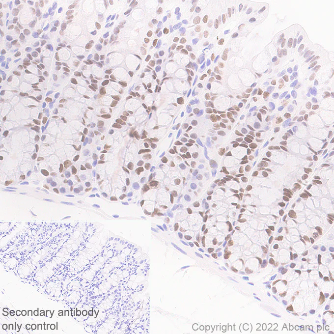 Immunohistochemistry (Formalin/PFA-fixed paraffin-embedded sections) - Anti-KMT6 / EZH2 antibody [EPR25353-284] - BSA and Azide free (AB307647)