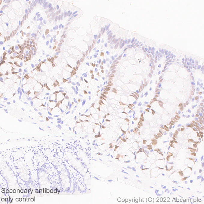 Immunohistochemistry (Formalin/PFA-fixed paraffin-embedded sections) - Anti-KMT6 / EZH2 antibody [EPR25353-284] - BSA and Azide free (AB307647)