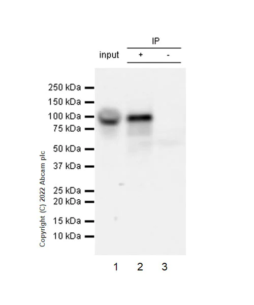 Immunoprecipitation - Anti-KMT6 / EZH2 antibody [EPR25353-284] - BSA and Azide free (AB307647)