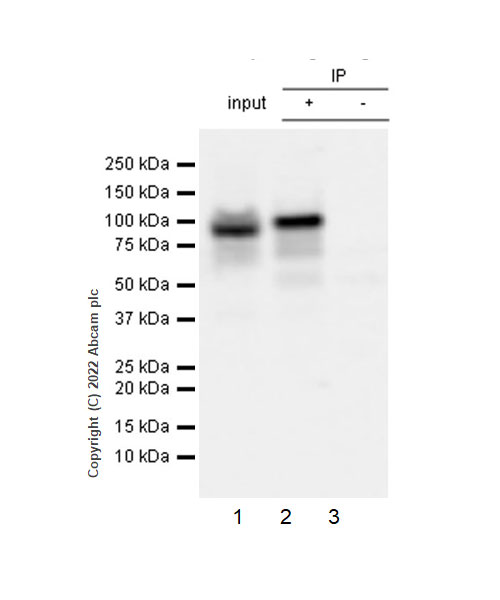 Immunoprecipitation - Anti-KMT6 / EZH2 antibody [EPR25353-284] - BSA and Azide free (ab307647), expandable thumbnail