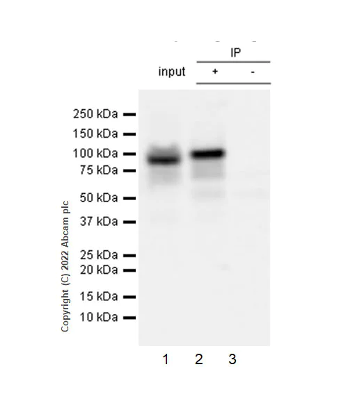 Immunoprecipitation - Anti-KMT6 / EZH2 antibody [EPR25353-284] - BSA and Azide free (AB307647)