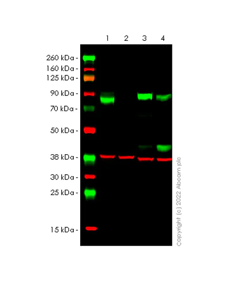 Western blot - Anti-KMT6 / EZH2 antibody [EPR25353-284] - BSA and Azide free (AB307647)