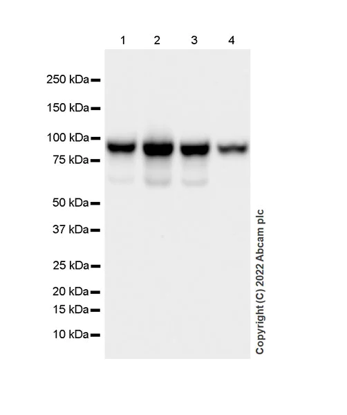 Western blot - Anti-KMT6 / EZH2 antibody [EPR25353-284] - BSA and Azide free (AB307647)