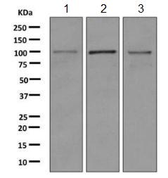 Western blot - Anti-KMT6 / EZH2 antibody [EPR9307] - BSA and Azide free (AB240119), expandable thumbnail