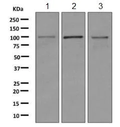 Western blot - Anti-KMT6 / EZH2 antibody [EPR9307] - BSA and Azide free (AB240119)