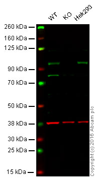 Western blot - Anti-KMT6 / EZH2 antibody [EPR9307] - BSA and Azide free (AB240119), expandable thumbnail