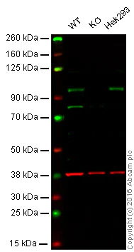Western blot - Anti-KMT6 / EZH2 antibody [EPR9307] - BSA and Azide free (AB240119)