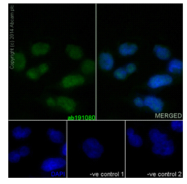 Immunocytochemistry/ Immunofluorescence - Anti-KMT6 / EZH2 antibody [EPR9307(2)] - BSA and Azide free (AB231165), expandable thumbnail
