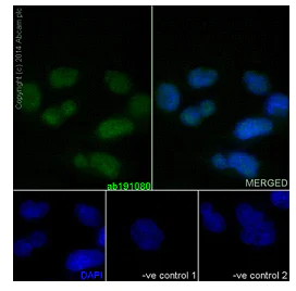 Immunocytochemistry/ Immunofluorescence - Anti-KMT6 / EZH2 antibody [EPR9307(2)] - N-terminal (AB191080)