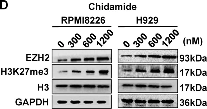 Western blot - Anti-KMT6 / EZH2 antibody [EPR9307(2)] - N-terminal (AB191080)