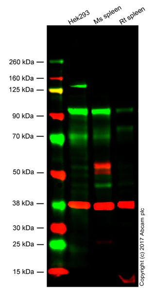Western blot - Anti-KMT6 / EZH2 antibody [EPR9307(2)] - N-terminal (AB191080)