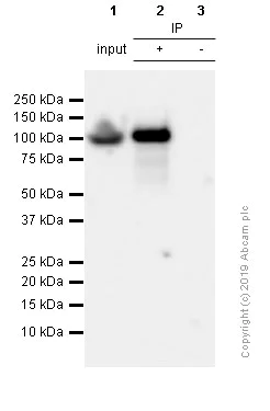 Immunoprecipitation - Anti-KMT6 / EZH2 antibody [SP129] - BSA and Azide free (AB245738)