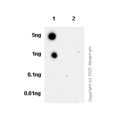 Dot Blot - Anti-KMT6 / EZH2 (mutated Y646N) antibody [EPR24904-99] (AB300491)