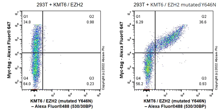 Flow Cytometry (Intracellular) - Anti-KMT6 / EZH2 (mutated Y646N) antibody [EPR24904-99] (AB300491)