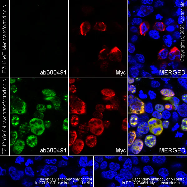 Immunocytochemistry/ Immunofluorescence - Anti-KMT6 / EZH2 (mutated Y646N) antibody [EPR24904-99] (AB300491)