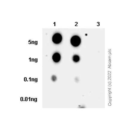 Dot Blot - Anti-KMT6/EZH2 (phospho T487) antibody [EPR24903-104] (BSA and Azide free) (AB300568)
