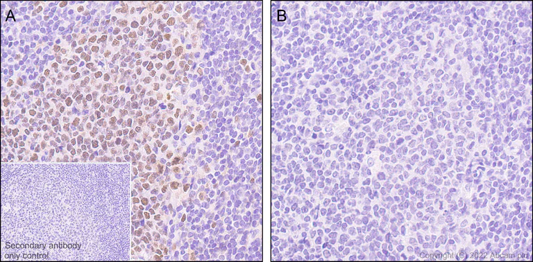 Immunohistochemistry (Formalin/PFA-fixed paraffin-embedded sections) - Anti-KMT6/EZH2 (phospho T487) antibody [EPR24903-104] (BSA and Azide free) (AB300568)