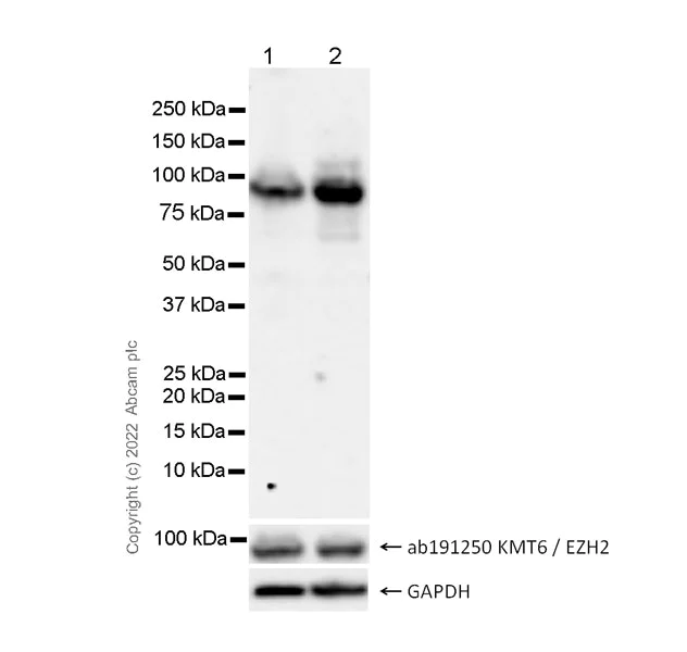 Western blot - Anti-KMT6/EZH2 (phospho T487) antibody [EPR24903-104] (BSA and Azide free) (AB300568)
