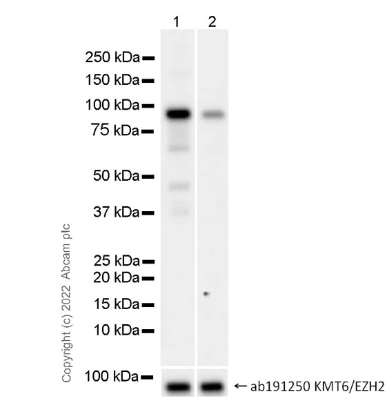 Western blot - Anti-KMT6/EZH2 (phospho T487) antibody [EPR24903-104] (BSA and Azide free) (AB300568)