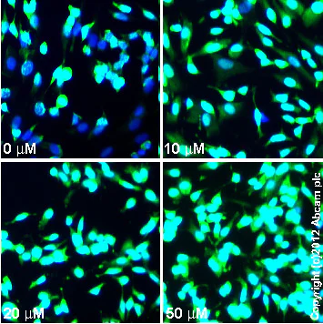 Immunocytochemistry/ Immunofluorescence - KN-62, CaM kinase II inhibitor. P2X7 antagonist. (AB120421)