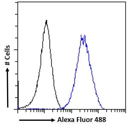 Flow Cytometry - Anti-KPNA2 antibody (AB6036)