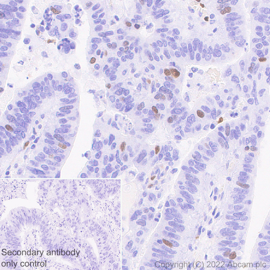 Immunohistochemistry (Formalin/PFA-fixed paraffin-embedded sections) - Anti-KPNA2 antibody [EPR25248-95] (AB289858)