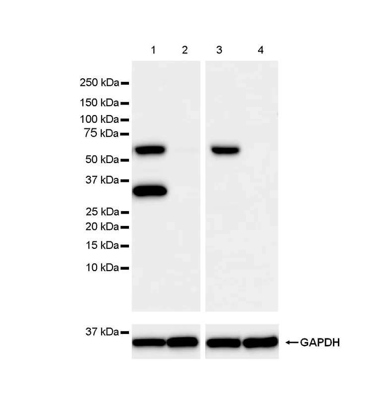 Western blot - Anti-KPNA2 antibody [EPR25248-95] (AB289858)