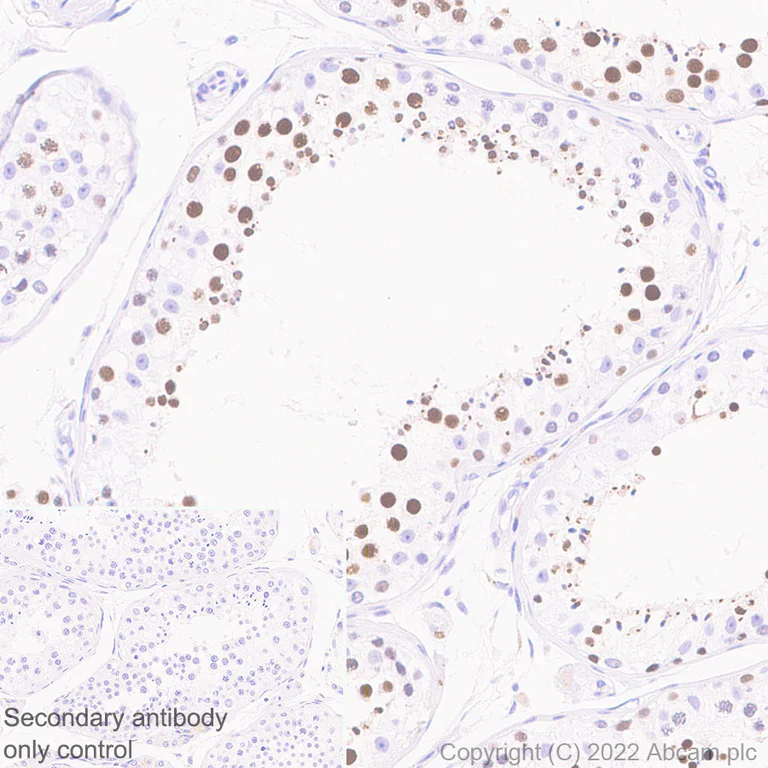 Immunohistochemistry (Formalin/PFA-fixed paraffin-embedded sections) - Anti-KPNA2 antibody [EPR25248-95] - BSA and Azide free (AB289866)