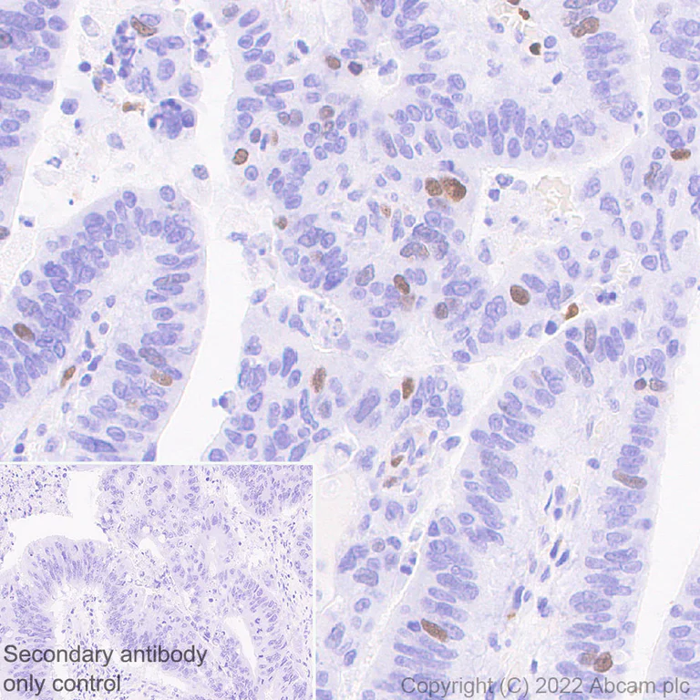 Immunohistochemistry (Formalin/PFA-fixed paraffin-embedded sections) - Anti-KPNA2 antibody [EPR25248-95] - BSA and Azide free (AB289866)