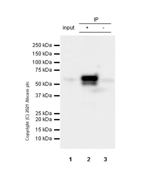 Immunoprecipitation - Anti-KPNA2 antibody [EPR25248-95] - BSA and Azide free (AB289866)