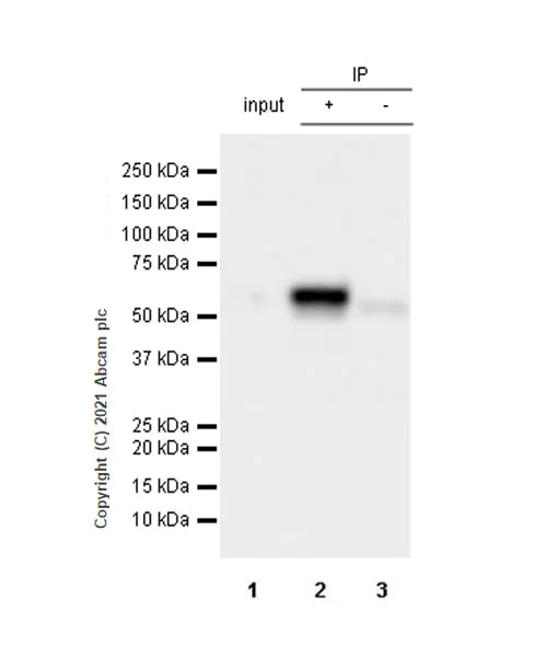Immunoprecipitation - Anti-KPNA2 antibody [EPR25248-95] - BSA and Azide free (AB289866)