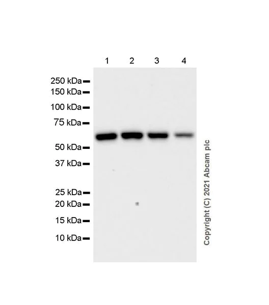 Western blot - Anti-KPNA2 antibody [EPR25248-95] - BSA and Azide free (AB289866)