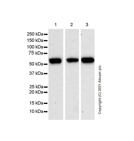 Western blot - Anti-KPNA2 antibody [EPR25248-95] - BSA and Azide free (AB289866)