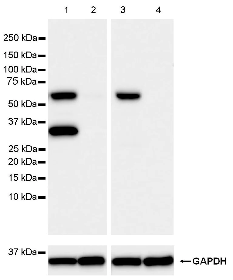 Western blot - Anti-KPNA2 antibody [EPR25248-95] - BSA and Azide free (AB289866)