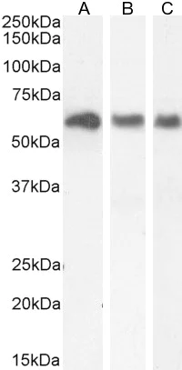 Western blot - Anti-KPNA3 antibody (AB6038)