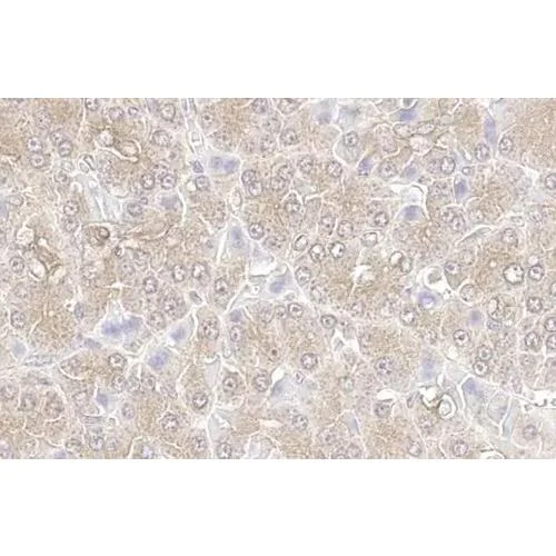 Immunohistochemistry (Formalin/PFA-fixed paraffin-embedded sections) - Anti-KPNA3 antibody [HL1573] (AB317093)