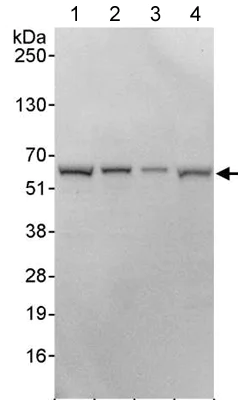 Western blot - Anti-KPNA4 antibody (AB176585)
