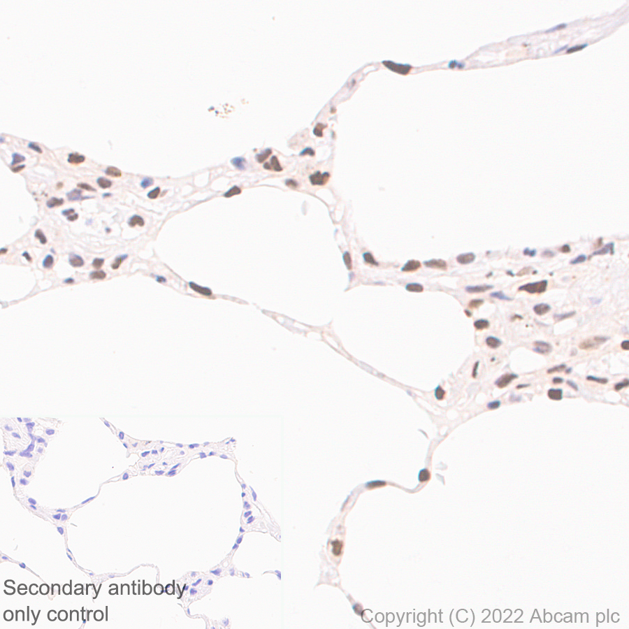 Immunohistochemistry (Formalin/PFA-fixed paraffin-embedded sections) - Anti-KPNA4 antibody [EPR26347-21] (AB302556)