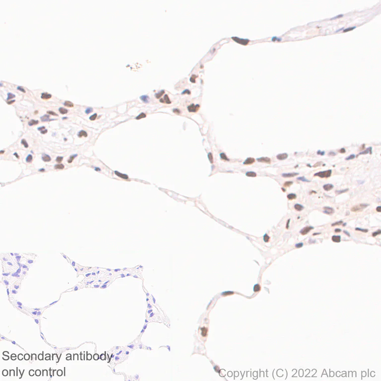Immunohistochemistry (Formalin/PFA-fixed paraffin-embedded sections) - Anti-KPNA4 antibody [EPR26347-21] - BSA and Azide free (AB302557)